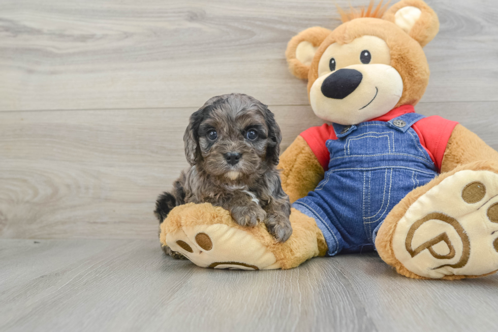 Cavapoo Pup Being Cute