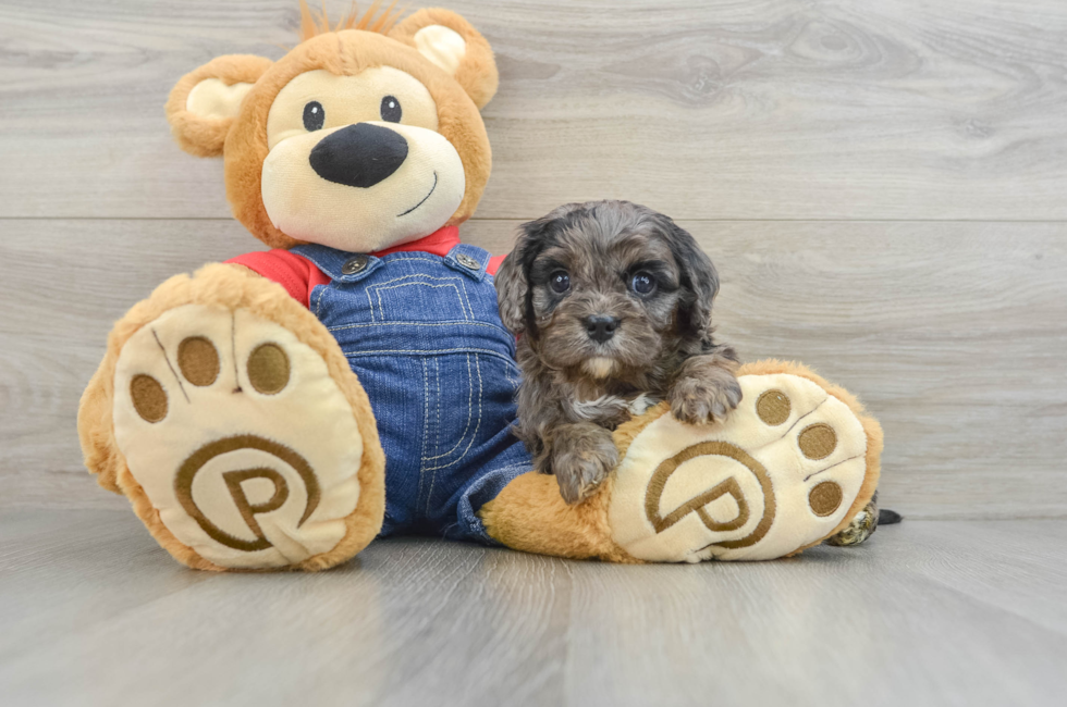 6 week old Cavapoo Puppy For Sale - Seaside Pups