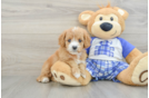 Funny Cavapoo Poodle Mix Pup