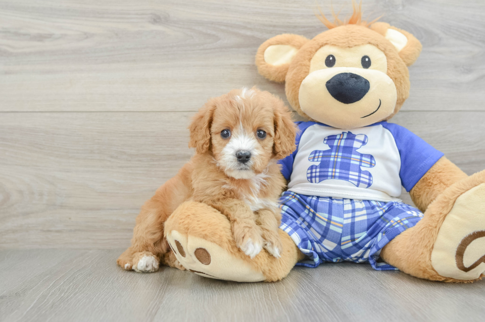 5 week old Cavapoo Puppy For Sale - Seaside Pups