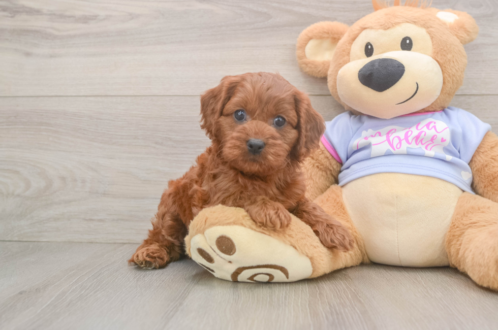 6 week old Cavapoo Puppy For Sale - Seaside Pups