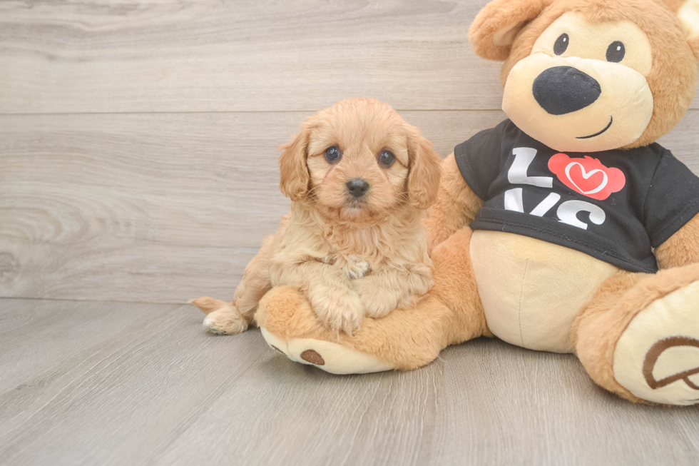 Cavapoo Pup Being Cute