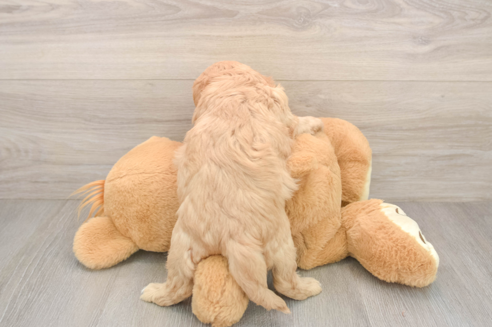 Hypoallergenic Cavadoodle Poodle Mix Puppy