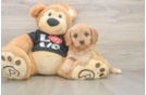 Cavapoo Puppy for Adoption
