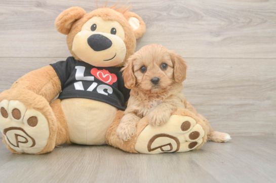 Cavapoo Puppy for Adoption