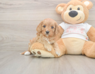 6 week old Cavapoo Puppy For Sale - Seaside Pups 6 week old Cavapoo Puppy For Sale - Seaside Pups