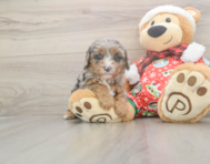 7 week old Cavapoo Puppy For Sale - Seaside Pups