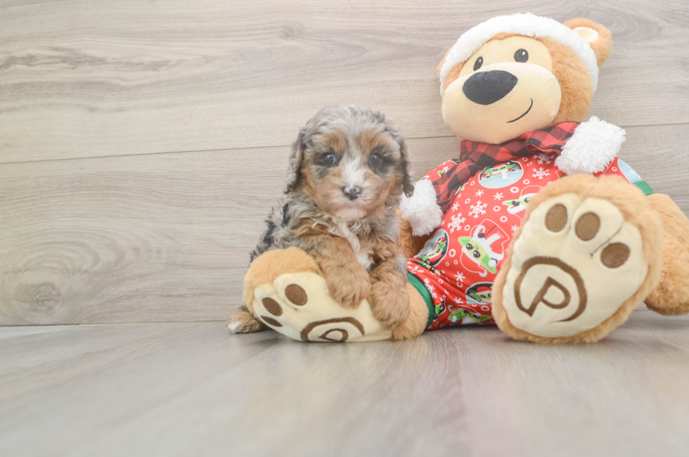 5 week old Cavapoo Puppy For Sale - Seaside Pups