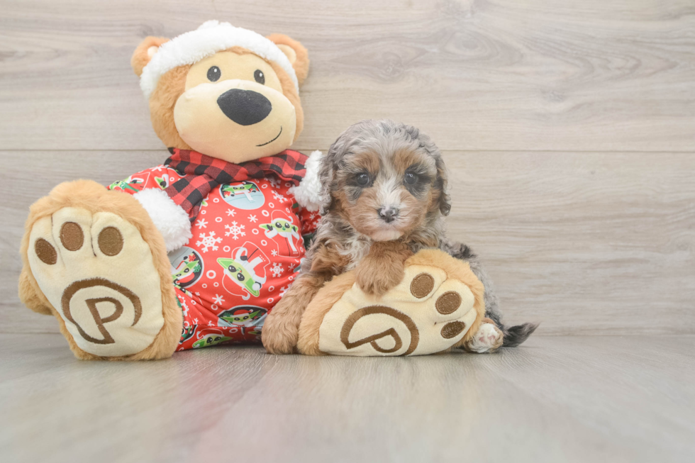 Smart Cavapoo Poodle Mix Pup