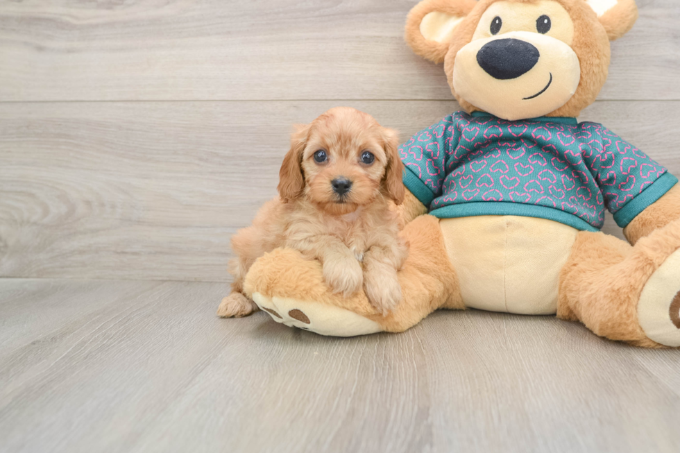 Cavapoo Pup Being Cute