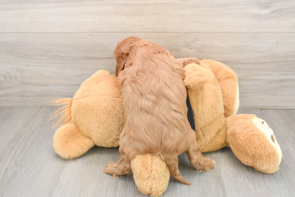 Cavapoo Puppy for Adoption