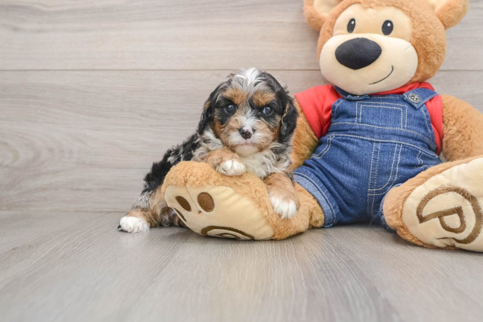 Best Cavapoo Baby