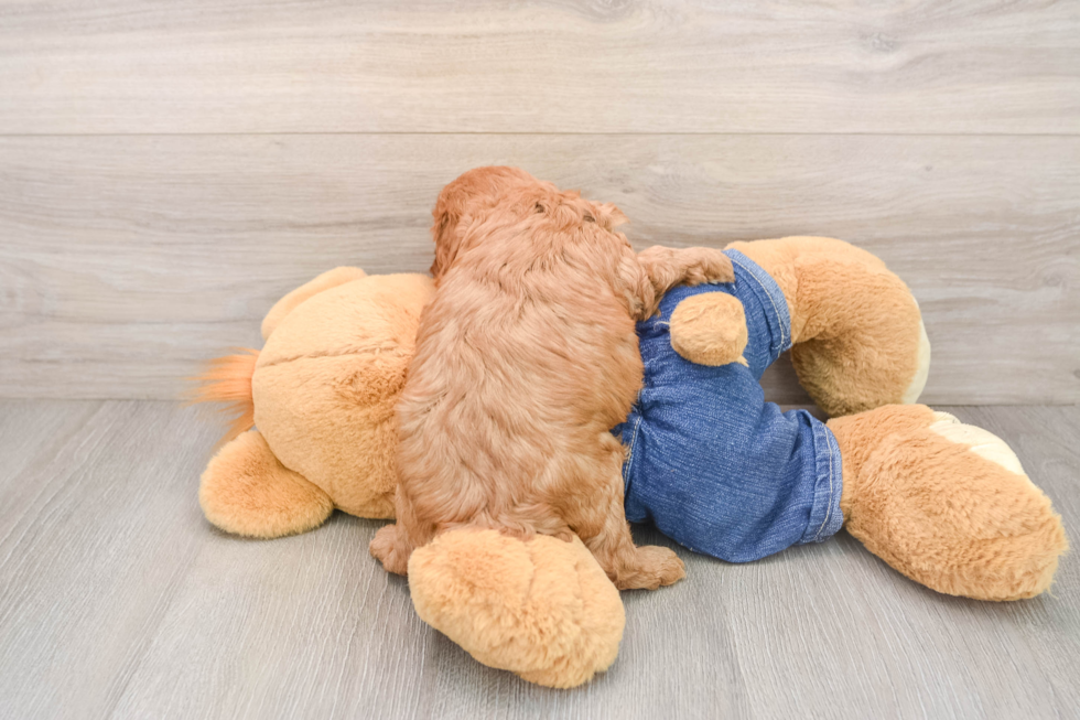 Funny Cavapoo Poodle Mix Pup