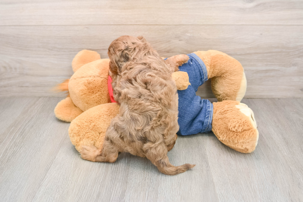 Best Cavapoo Baby