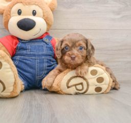 7 week old Cavapoo Puppy For Sale - Seaside Pups