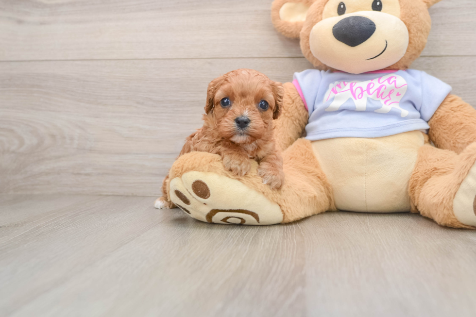 Cavapoo Puppy for Adoption