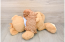 Fluffy Cavapoo Poodle Mix Pup