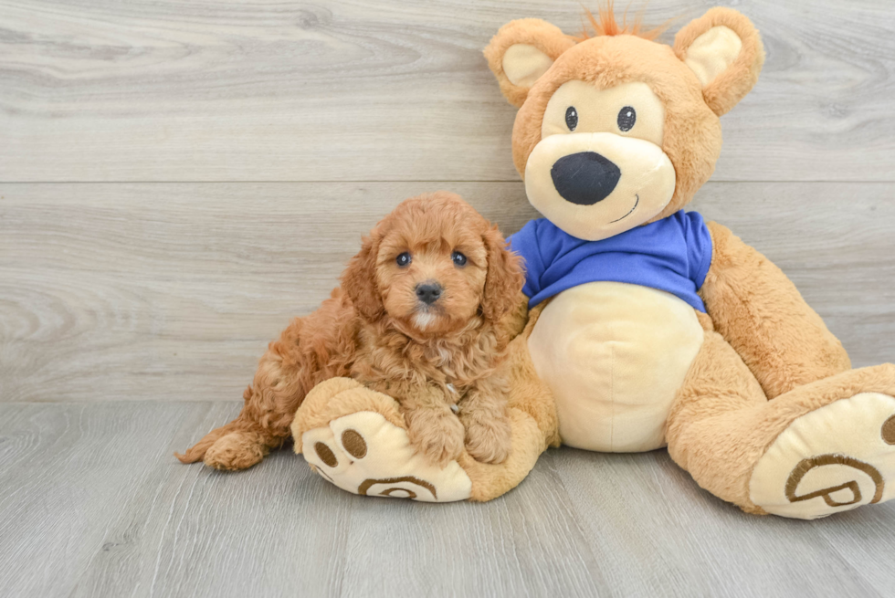 Fluffy Cavapoo Poodle Mix Pup