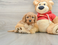 6 week old Cavapoo Puppy For Sale - Seaside Pups