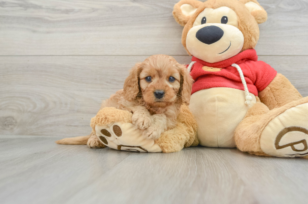 5 week old Cavapoo Puppy For Sale - Seaside Pups