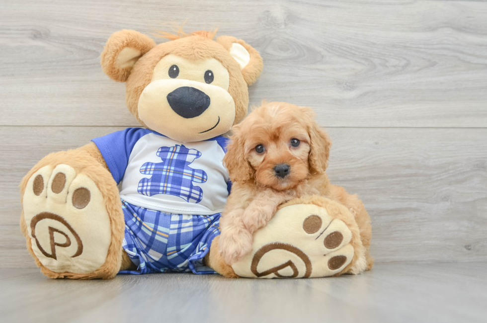 5 week old Cavapoo Puppy For Sale - Seaside Pups