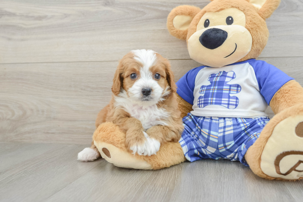 Petite Cavapoo Poodle Mix Pup