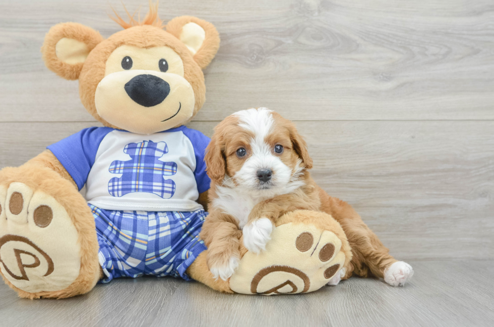 5 week old Cavapoo Puppy For Sale - Seaside Pups