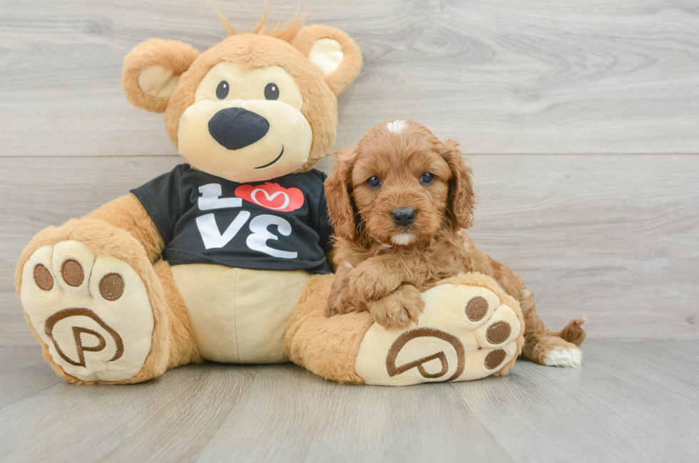 7 week old Cavapoo Puppy For Sale - Seaside Pups