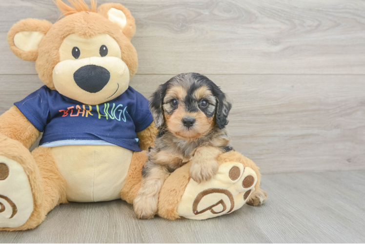 Cavapoo Puppy for Adoption