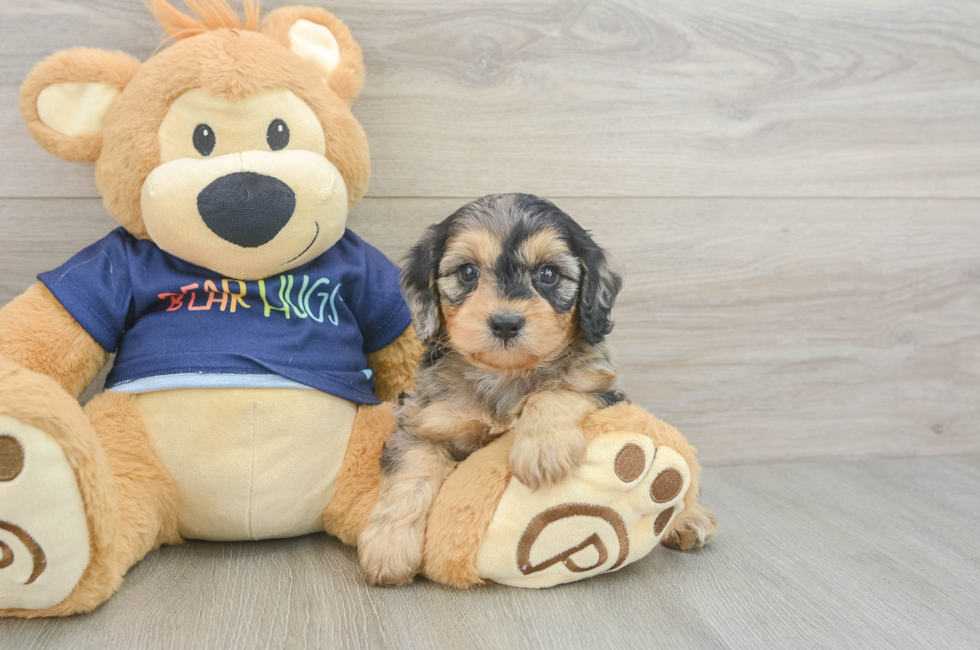 5 week old Cavapoo Puppy For Sale - Seaside Pups