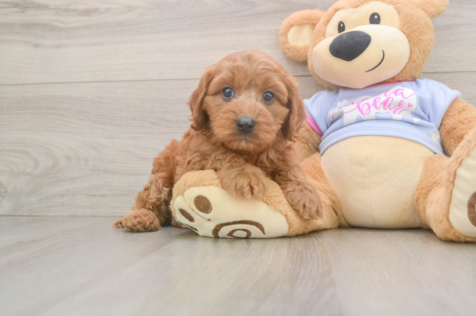 6 week old Cavapoo Puppy For Sale - Seaside Pups