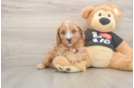 Sweet Cavapoo Baby