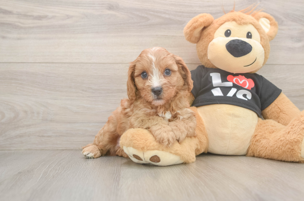 5 week old Cavapoo Puppy For Sale - Seaside Pups
