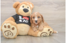 Petite Cavapoo Poodle Mix Pup