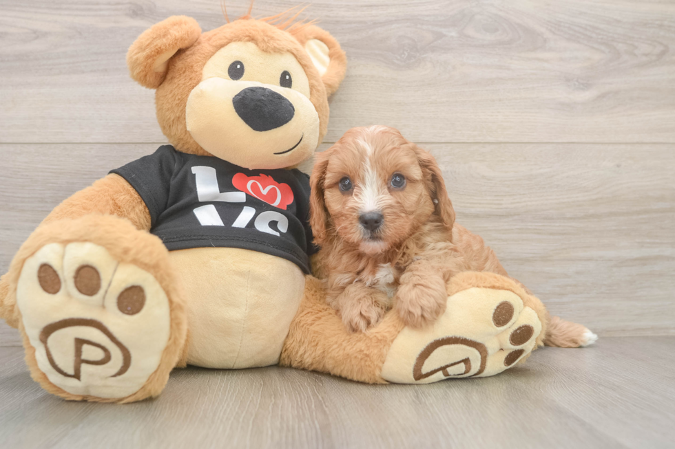 Petite Cavapoo Poodle Mix Pup