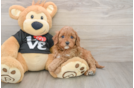 Cavapoo Puppy for Adoption