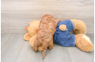 Cavapoo Puppy for Adoption