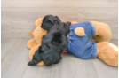 Smart Cavapoo Poodle Mix Pup