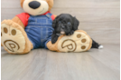 Best Cavapoo Baby