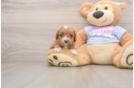 Friendly Cavapoo Baby