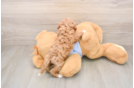 Petite Cavapoo Poodle Mix Pup