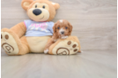 Adorable Cavalier King Charles Spaniel and Poodle Mix Poodle Mix Puppy
