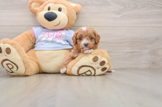 Adorable Cavalier King Charles Spaniel and Poodle Mix Poodle Mix Puppy