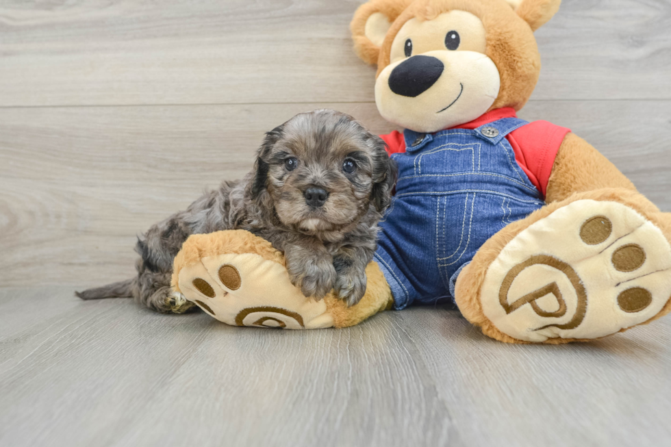 Energetic Cavoodle Poodle Mix Puppy