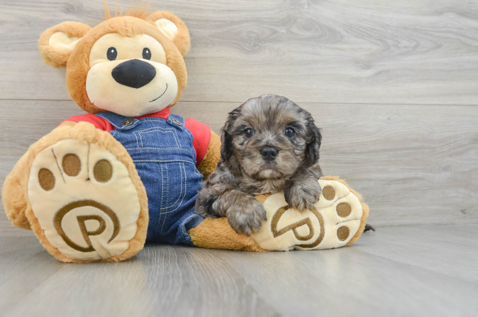 6 week old Cavapoo Puppy For Sale - Seaside Pups