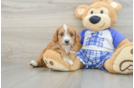 Cavapoo Pup Being Cute
