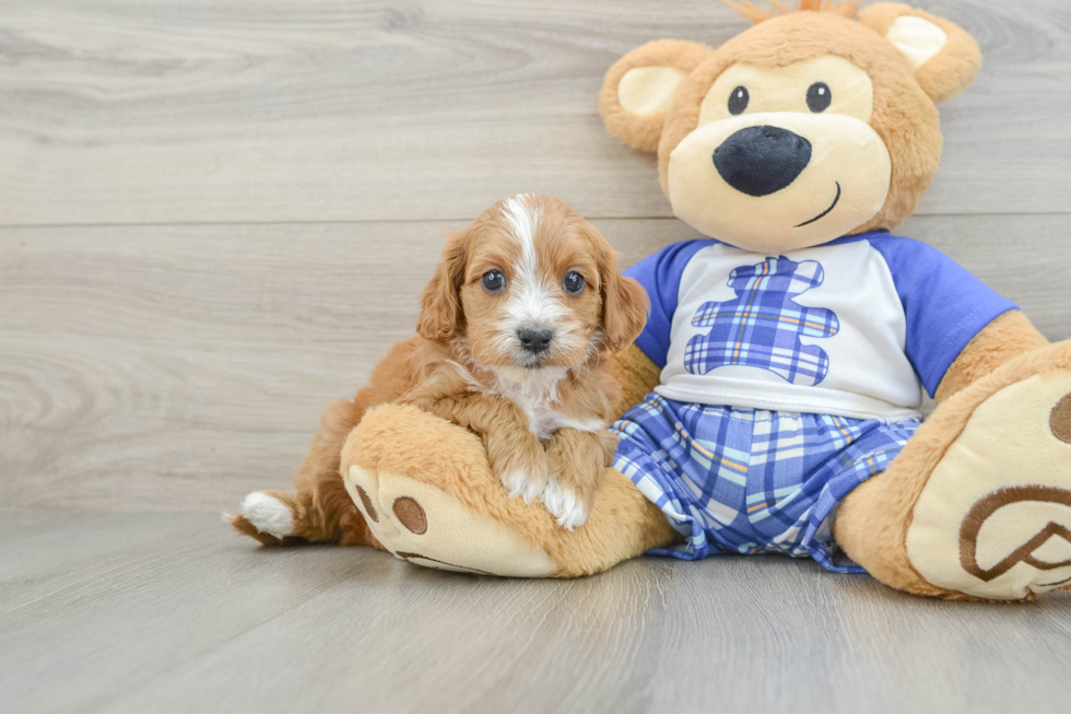 Cavapoo Pup Being Cute