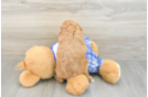Best Cavapoo Baby