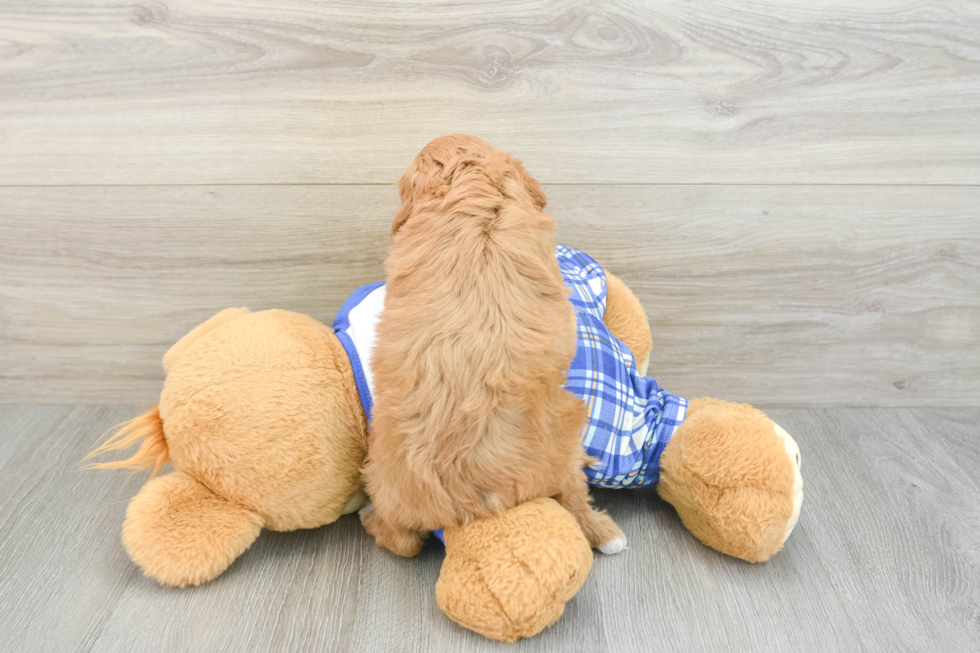 Best Cavapoo Baby