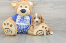 Cavapoo Pup Being Cute